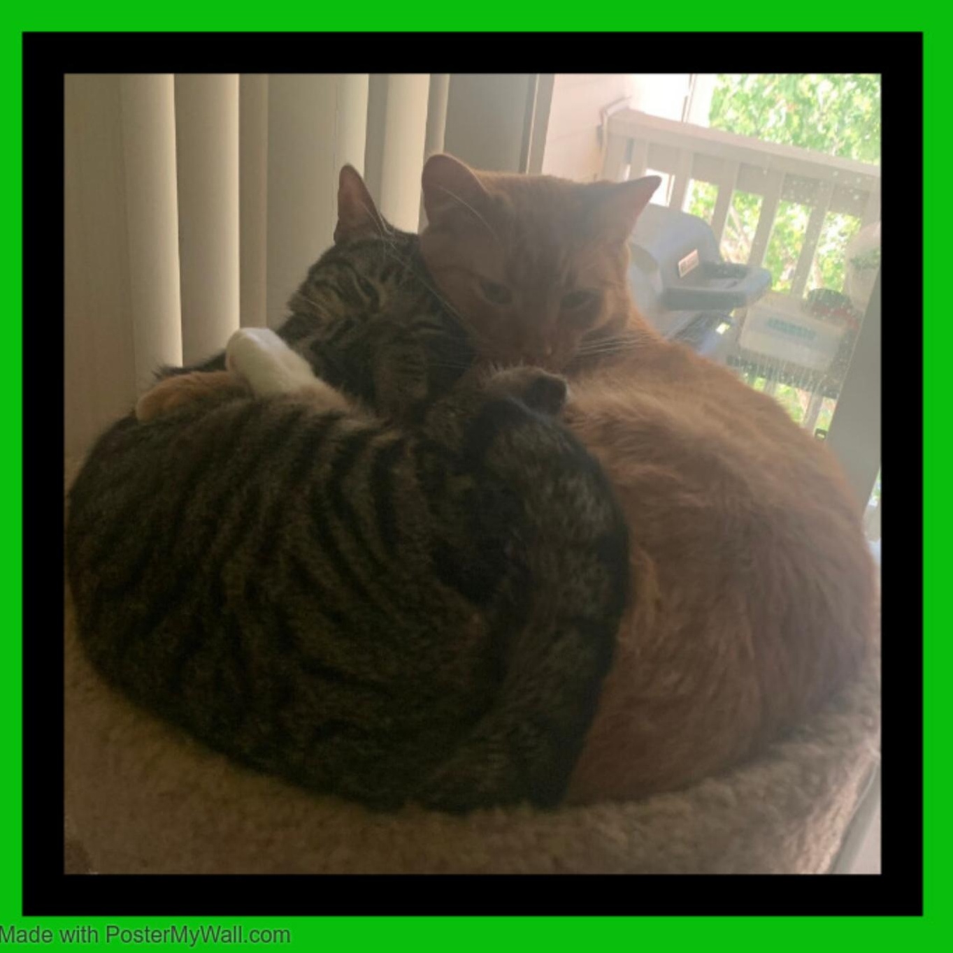 Enlarge CHEETO boy & CHAOS girl, a Adopted mixed breed in Hillsboro, OR image 5/5