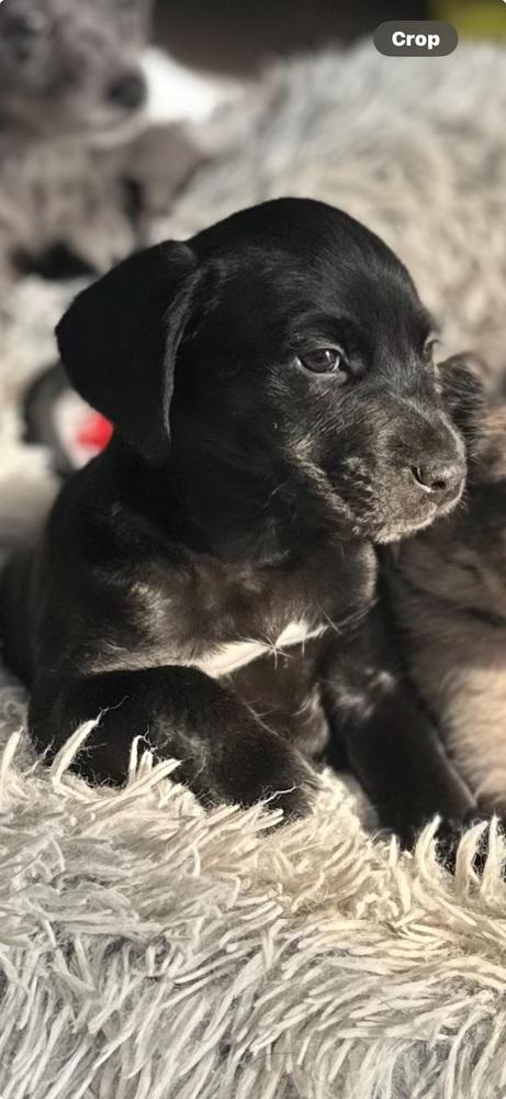 Clarice, Adoptable, Puppy Female Australian Shepherd & Boykin Spaniel.