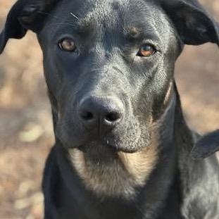 Buddha Litter 2, Adoptable, Young Female German Shepherd Dog & Mixed Breed.