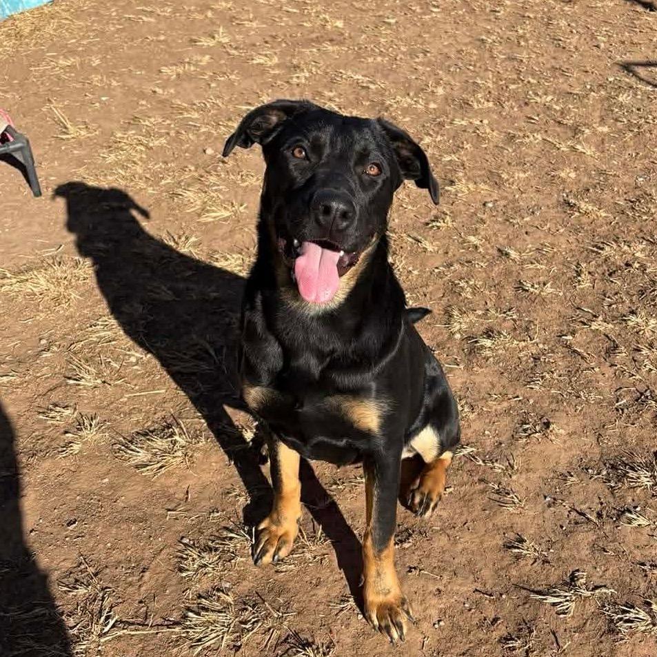 Enlarge Buddha Litter 2 - Layla, a Adoptable mixed breed in Sand Springs, OK image 2/6