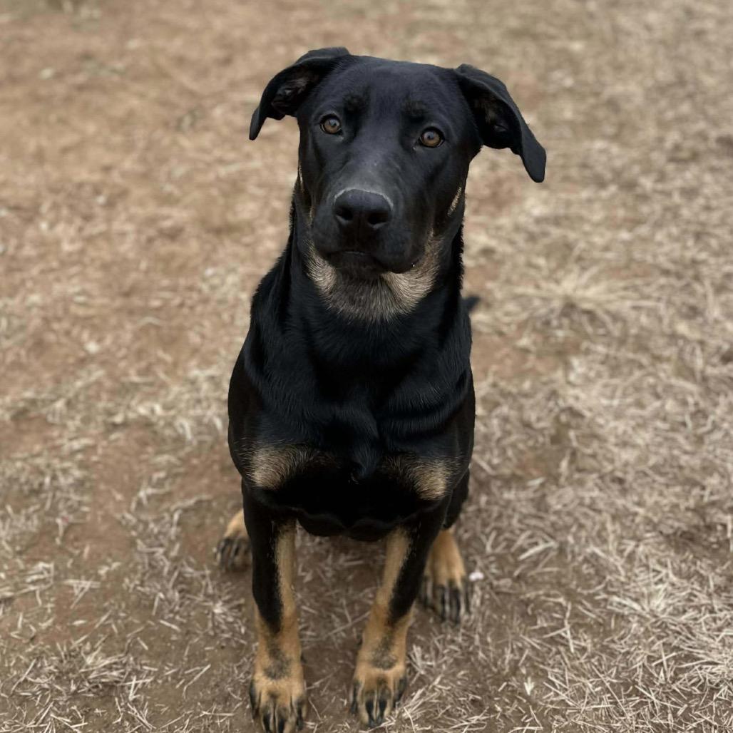 Buddha Litter 2, a Adoptable mixed breed in Sand Springs, OK image 2/4