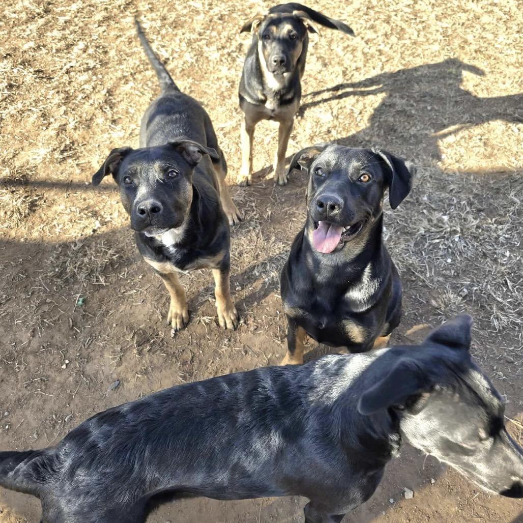 Buddha Litter 2, a Adoptable mixed breed in Sand Springs, OK image 3/4
