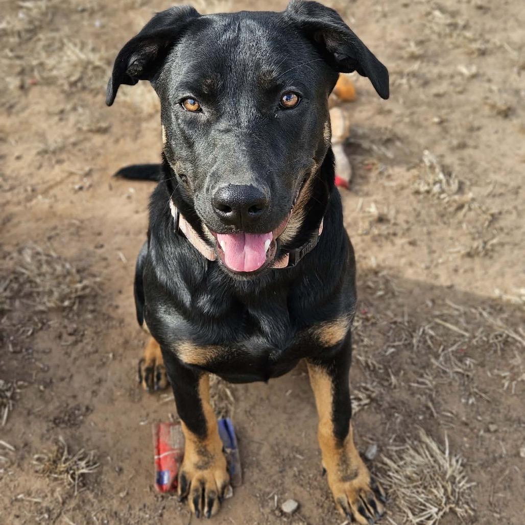 Enlarge Buddha Litter 2 - Layla, a Adoptable mixed breed in Sand Springs, OK image 5/6