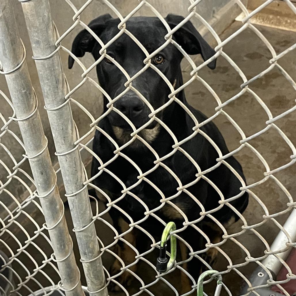 Buddha Litter 2, a Adoptable mixed breed in Sand Springs, OK image 4/4
