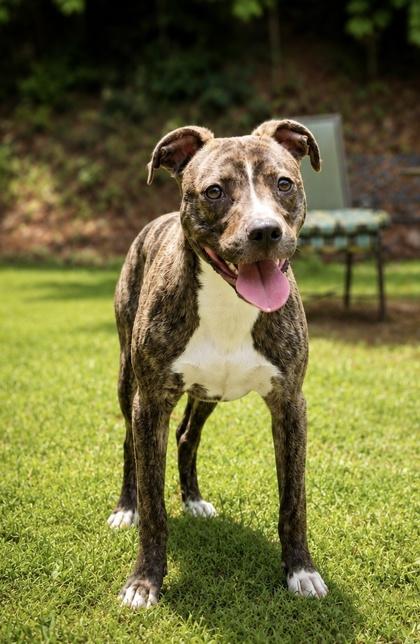 Betty, ADOPTABLE, Adult Female Plott Hound.