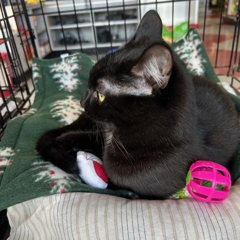 McAllister, ADOPTABLE, Kitten Male Domestic Short Hair.