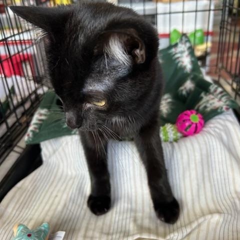 Enlarge McAllister, a ADOPTABLE Domestic Short Hair in Stanhope, NJ image 2/3