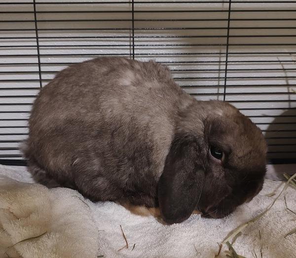 Miles, Adoptable, Adult Male Holland Lop.