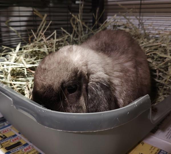 Enlarge Miles, a Adoptable mixed breed in Vancouver, WA image 4/4