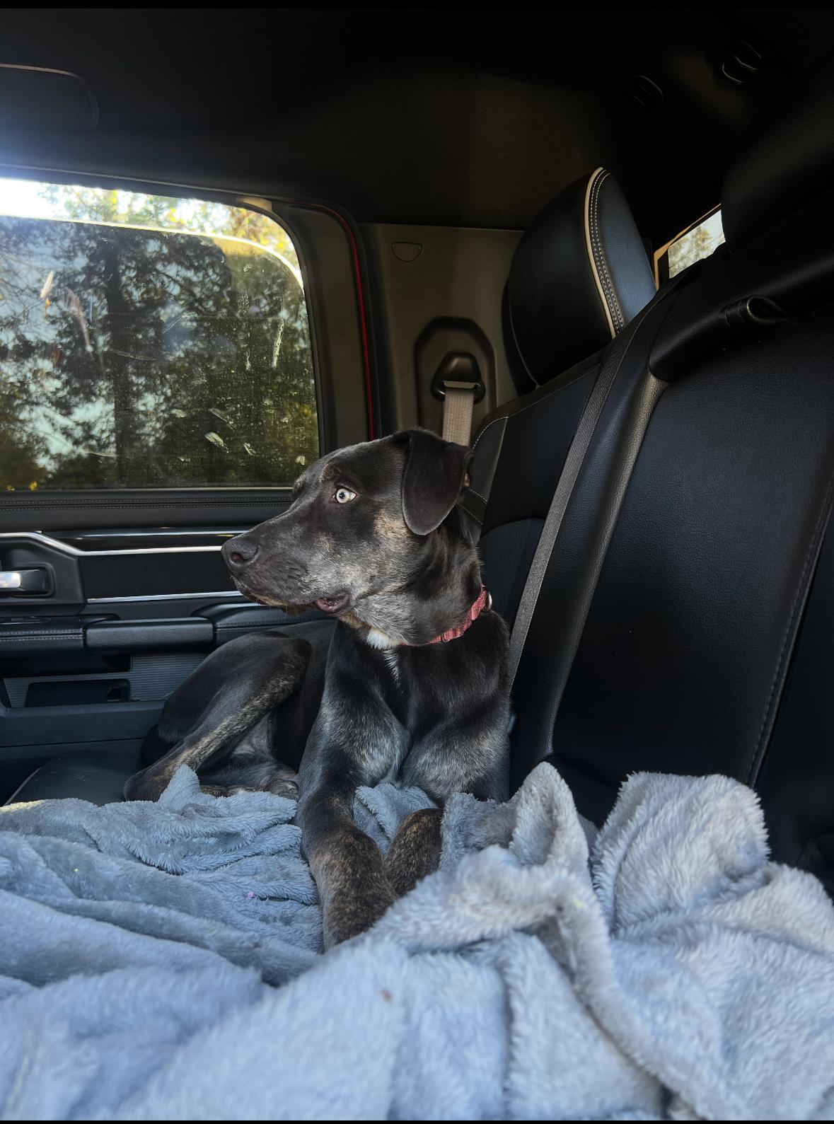 Enlarge Harley (female), a Adoptable mixed breed in Glen Rock, NJ image 3/4