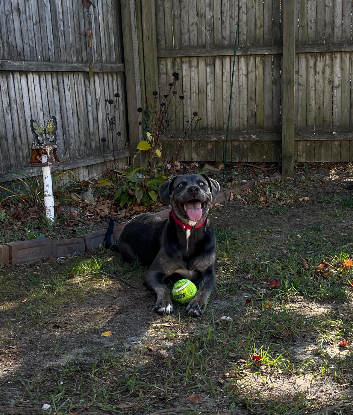 Enlarge Harley (female), a Adoptable mixed breed in Glen Rock, NJ image 1/4