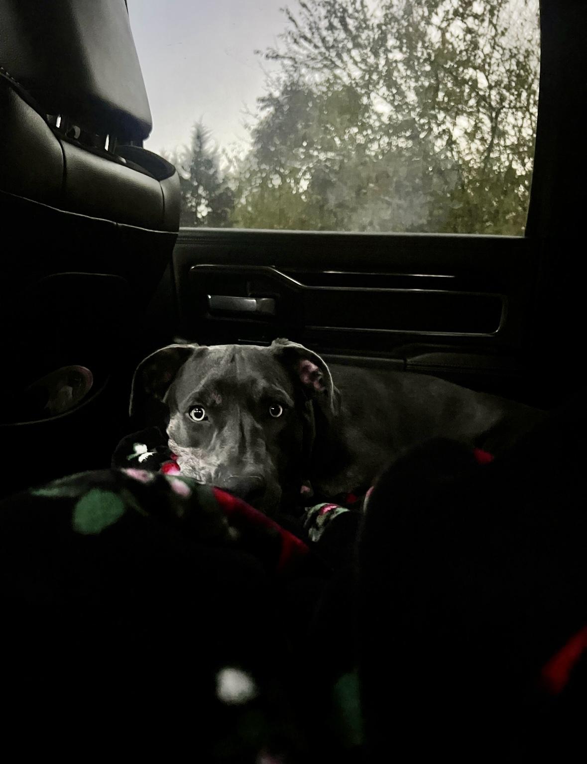 Enlarge Harley (female), a Adoptable mixed breed in Glen Rock, NJ image 4/4