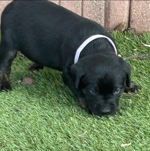 Violet, Adoptable, Puppy Female Labrador Retriever & Mixed Breed.