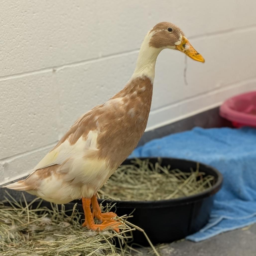 Enlarge Bonnie, a Adoptable Duck in Pittsburgh, PA image 1/1