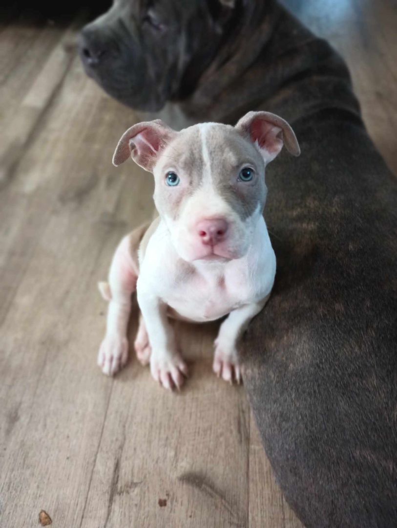 BRYELLA, Adopted, Puppy Female Pit Bull Terrier.