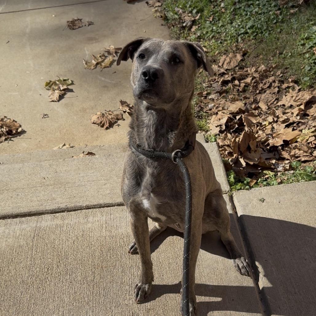 Solstice 2265, a Adoptable Mixed Breed in Columbus, GA image 1/6