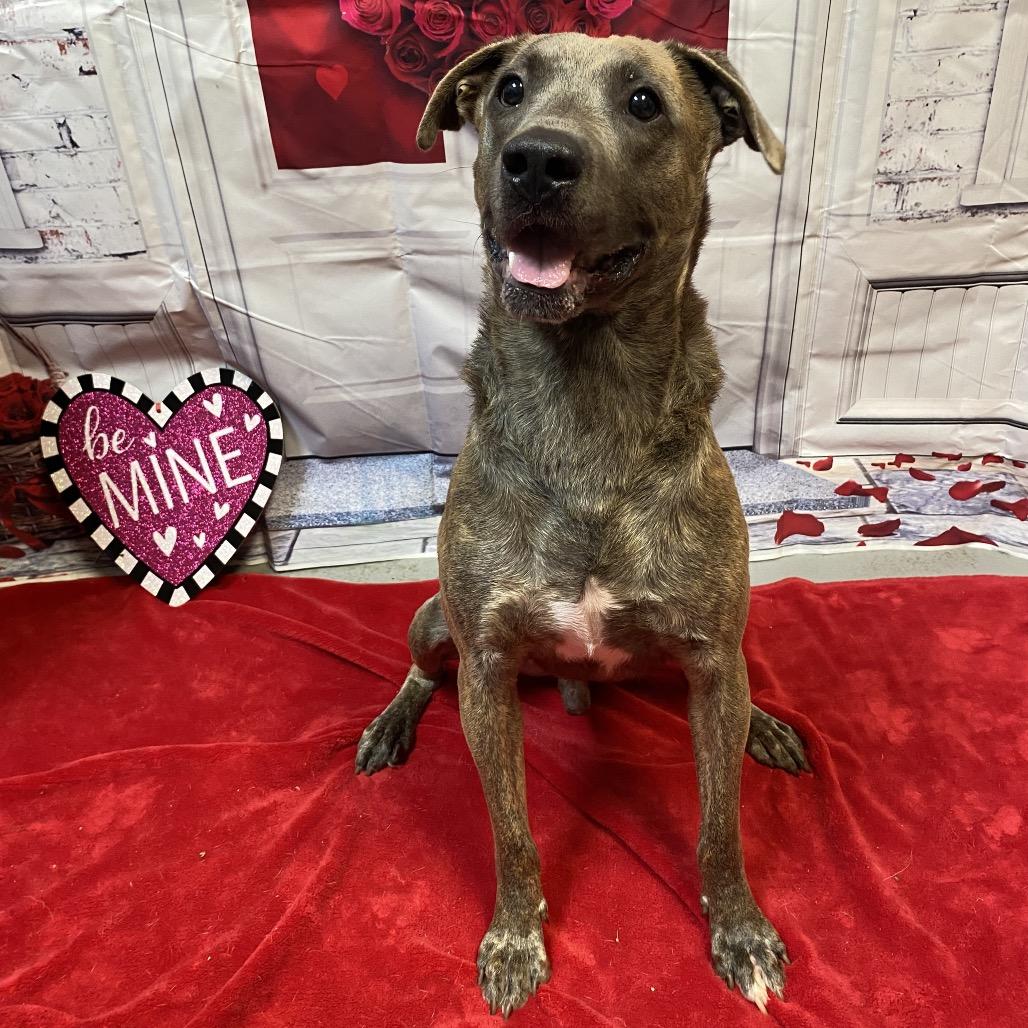 Solstice 2265, a Adoptable Mixed Breed in Columbus, GA image 2/6