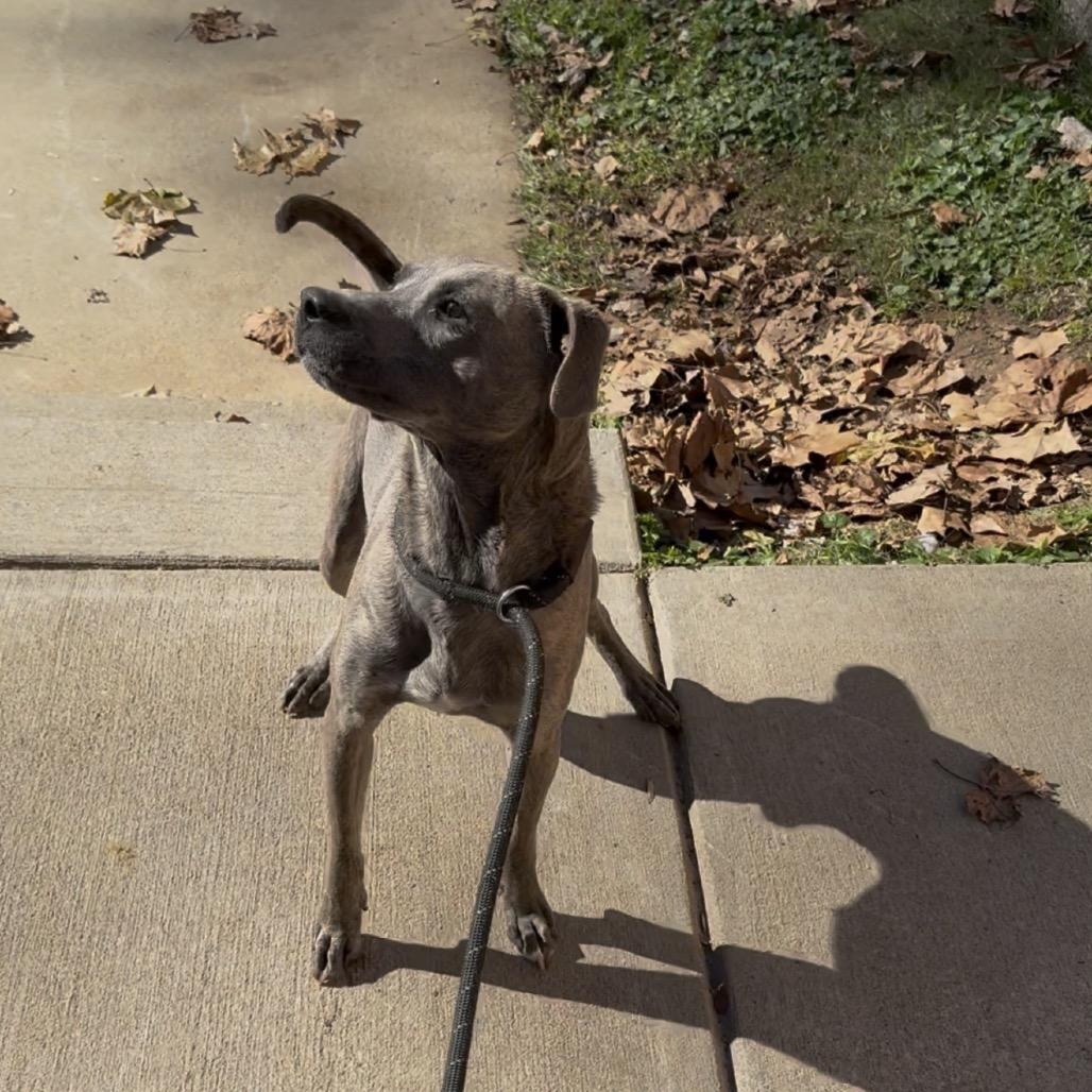 Solstice 2265, a Adoptable Mixed Breed in Columbus, GA image 3/6