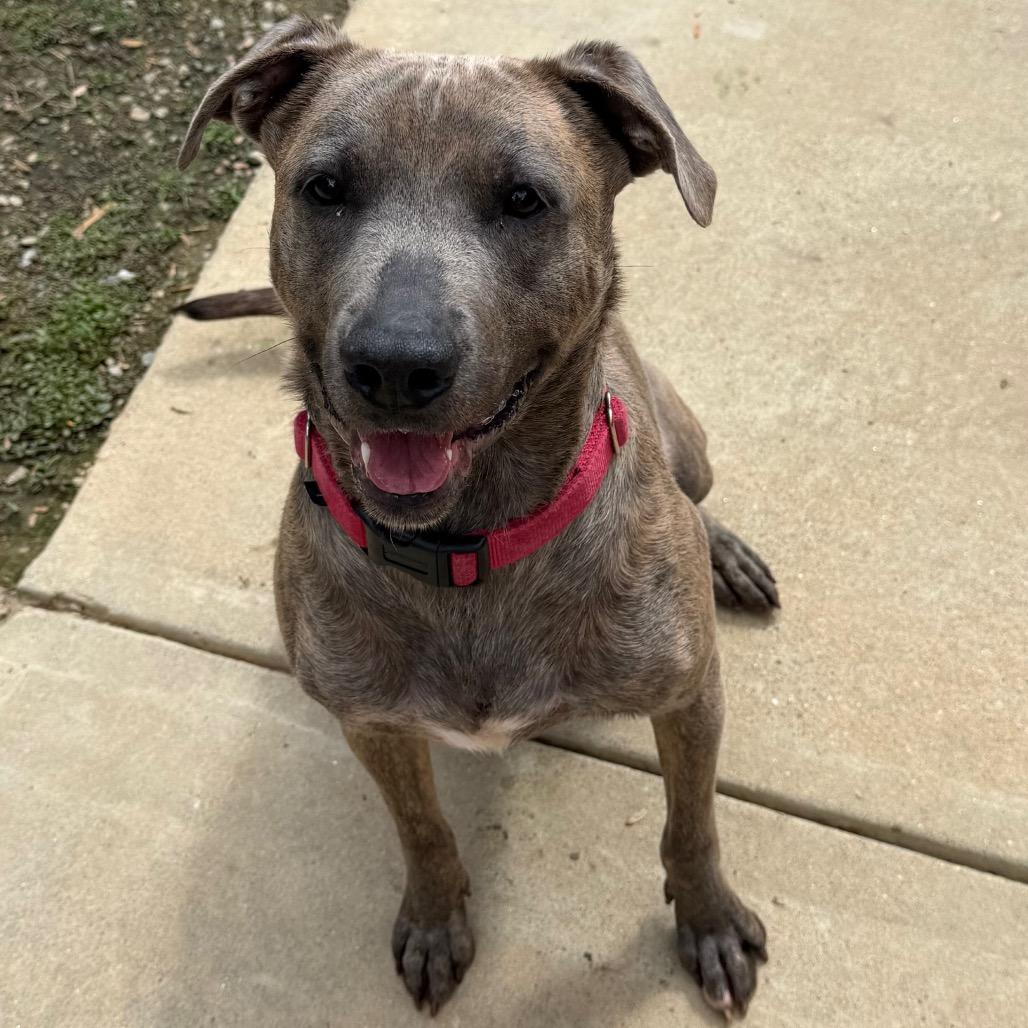 Solstice 2265, a Adoptable Mixed Breed in Columbus, GA image 4/6