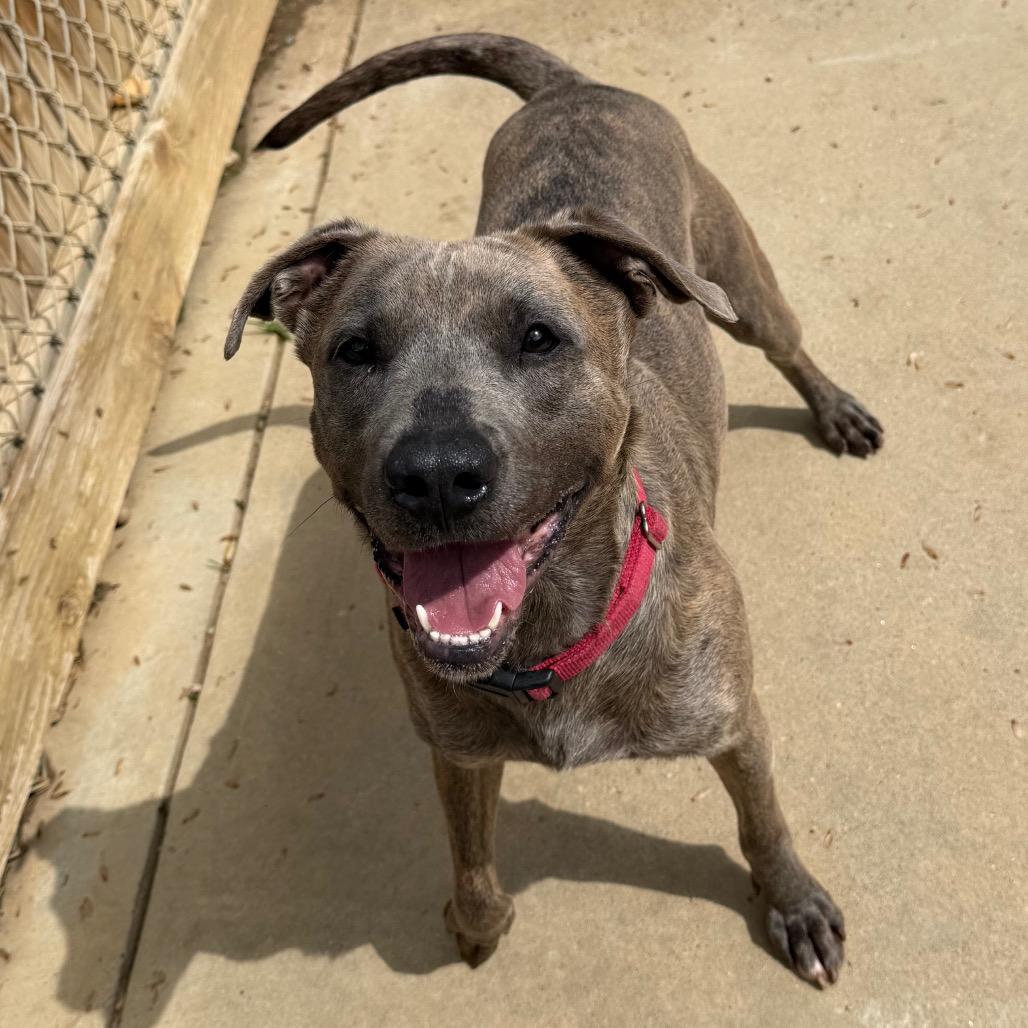 Solstice 2265, a Adoptable Mixed Breed in Columbus, GA image 5/6
