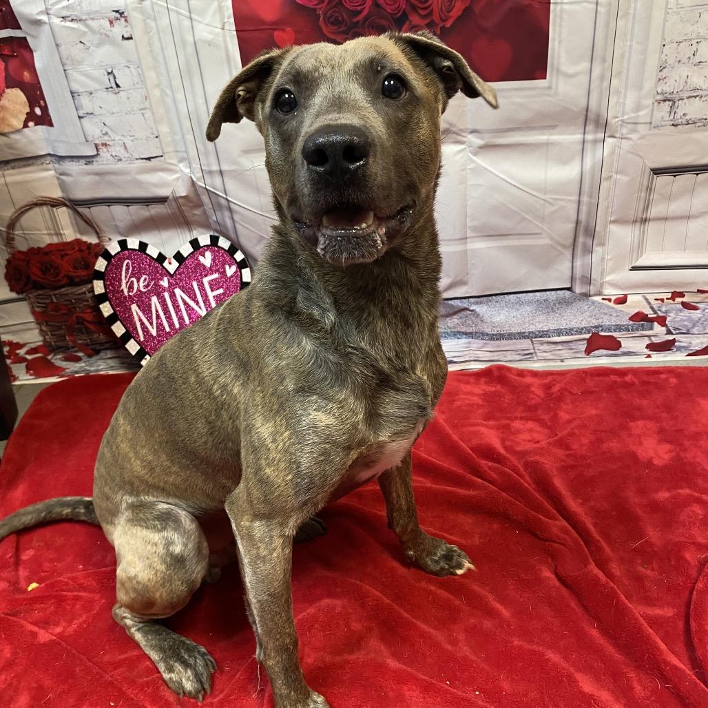 Solstice 2265, a Adoptable Mixed Breed in Columbus, GA image 6/6