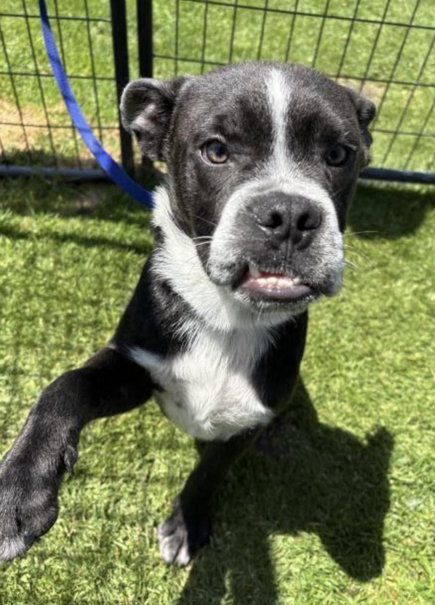 Smoosh, adopted, Young Male Boxer & Terrier.