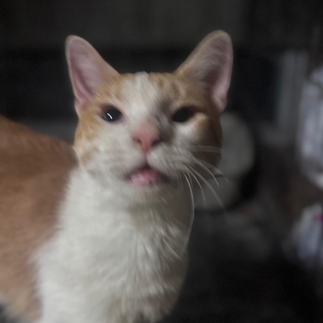 Enlarge Cheeto, a Adoptable Domestic Short Hair in Inwood, WV image 1/3