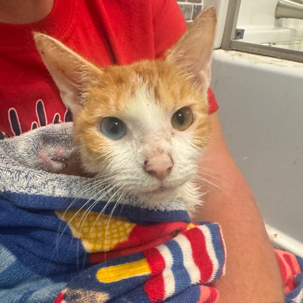 Enlarge Cheeto, a Adoptable Domestic Short Hair in Inwood, WV image 2/3