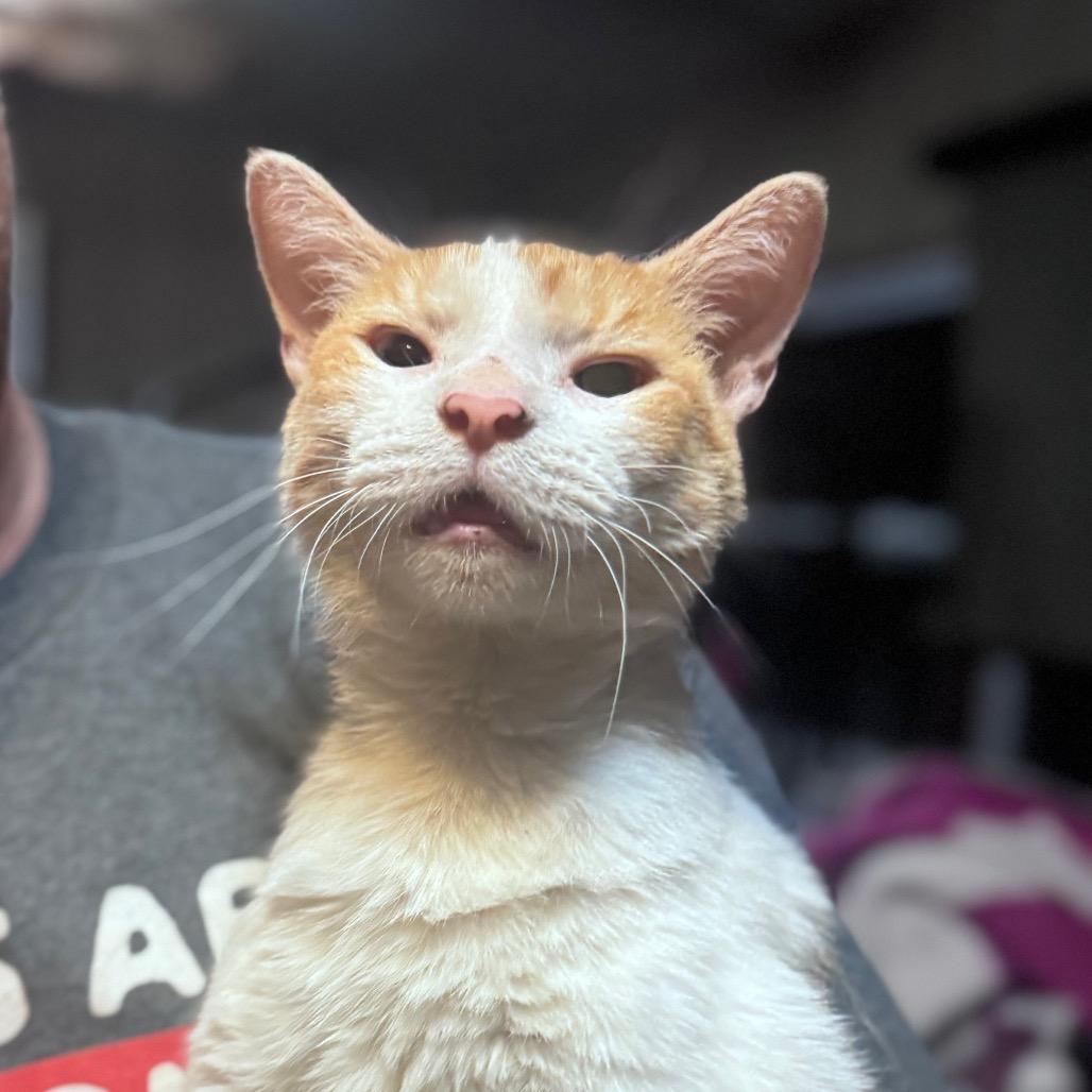 Enlarge Cheeto, a Adoptable Domestic Short Hair in Inwood, WV image 3/3