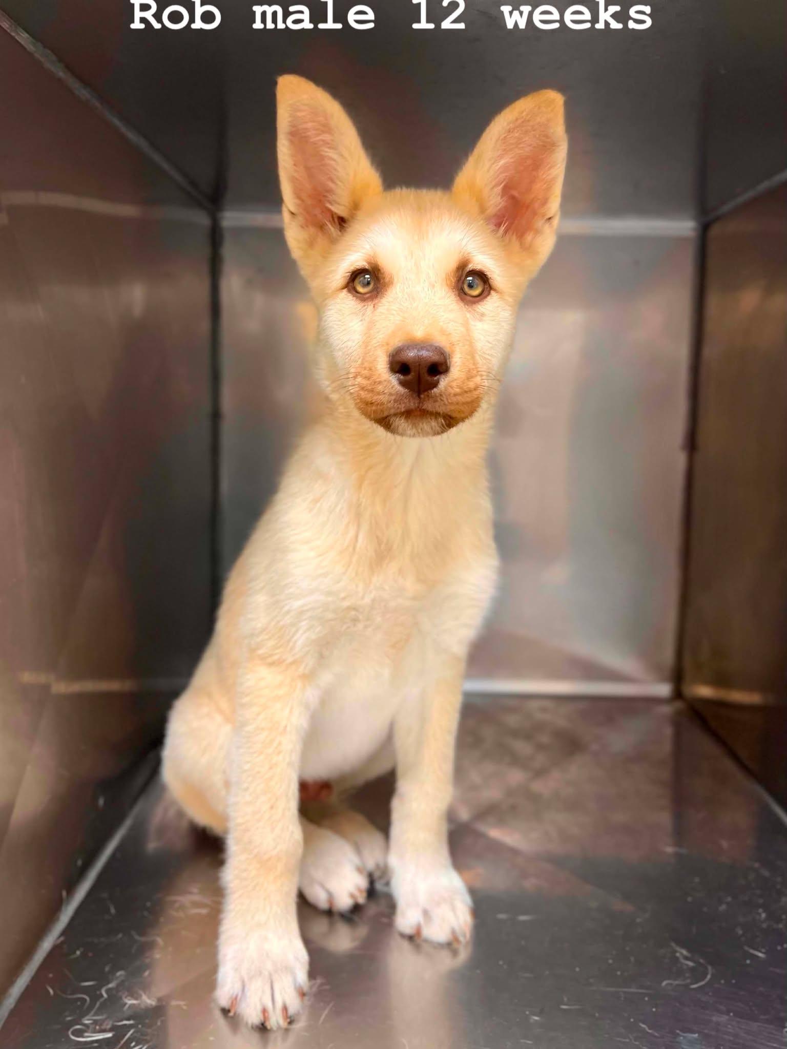 Rob, adopted, Puppy Male Husky.