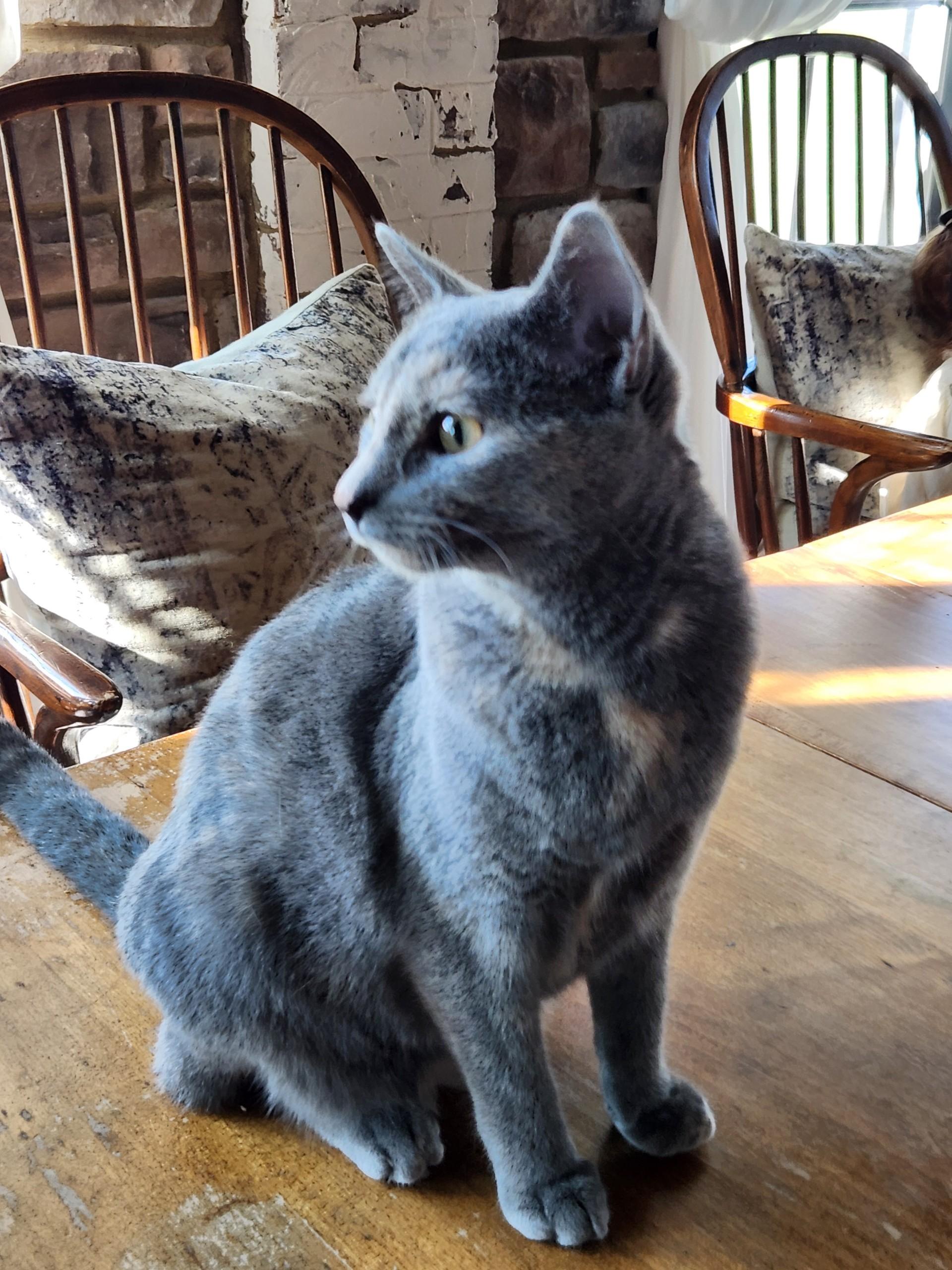 Nutmeg, Adopted, Kitten Female Domestic Short Hair.