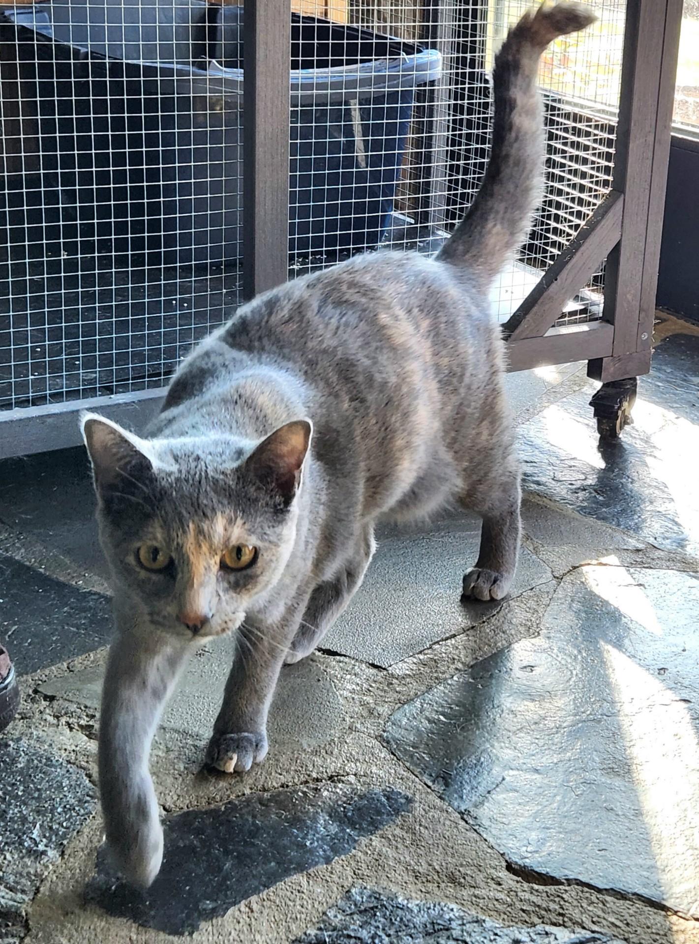 Enlarge Nutmeg, a Adopted Domestic Short Hair in Maryville, TN image 3/3