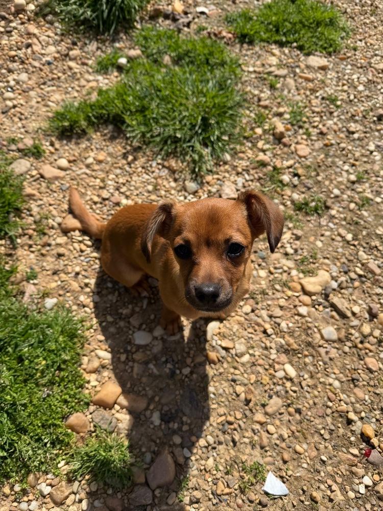 Lotis, Adoptable, Puppy Female Dachshund.