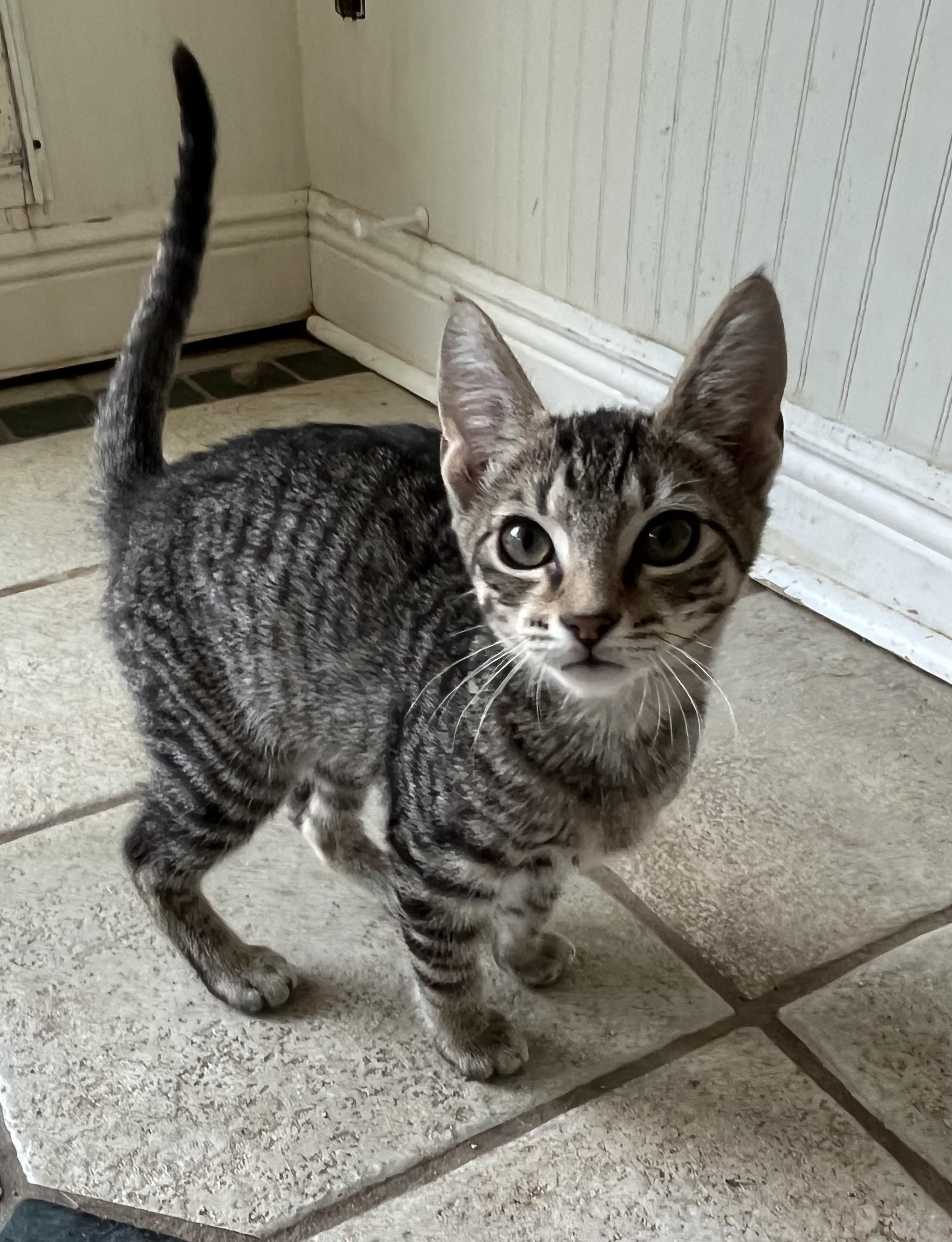 Lil Bub photo 4