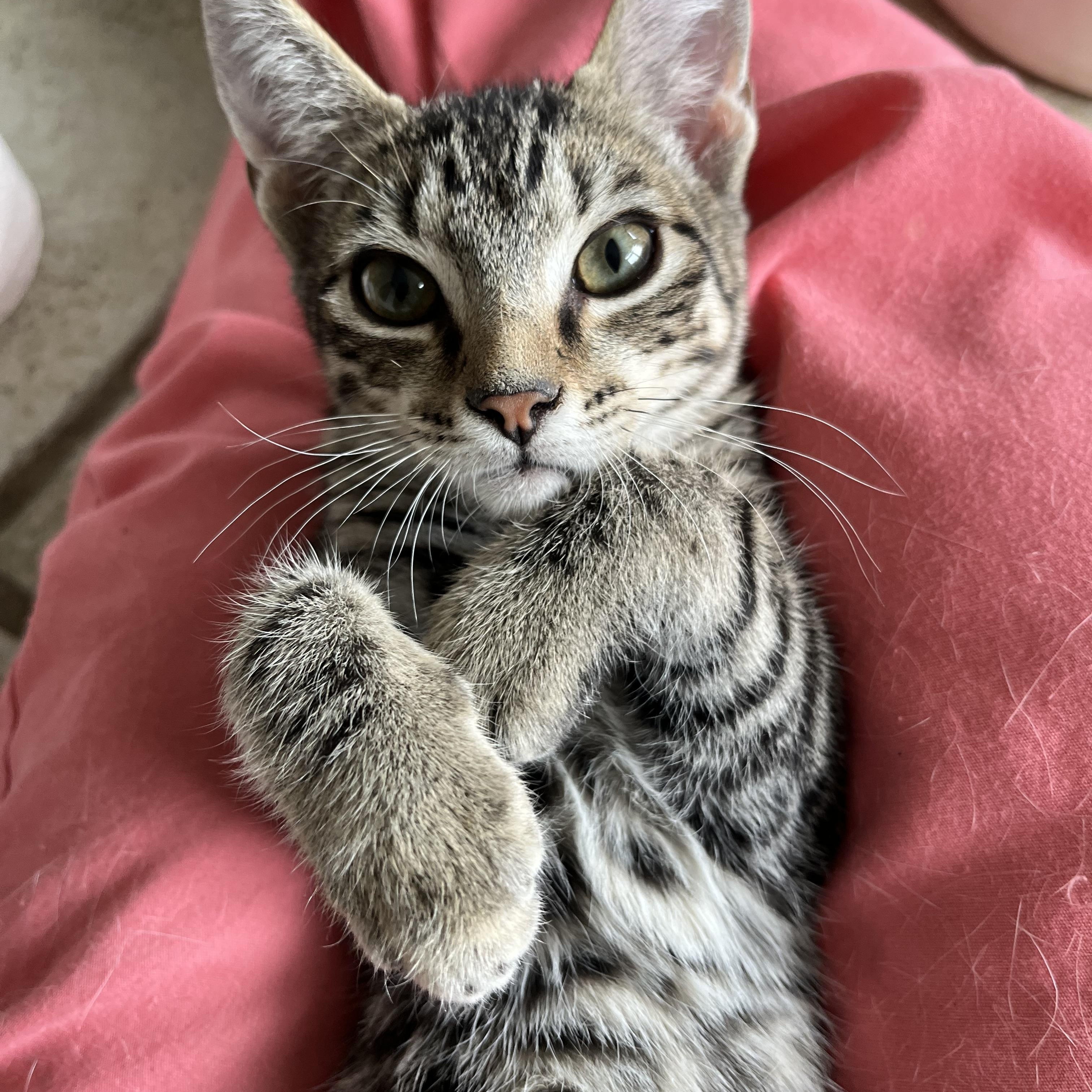 Lil Bub