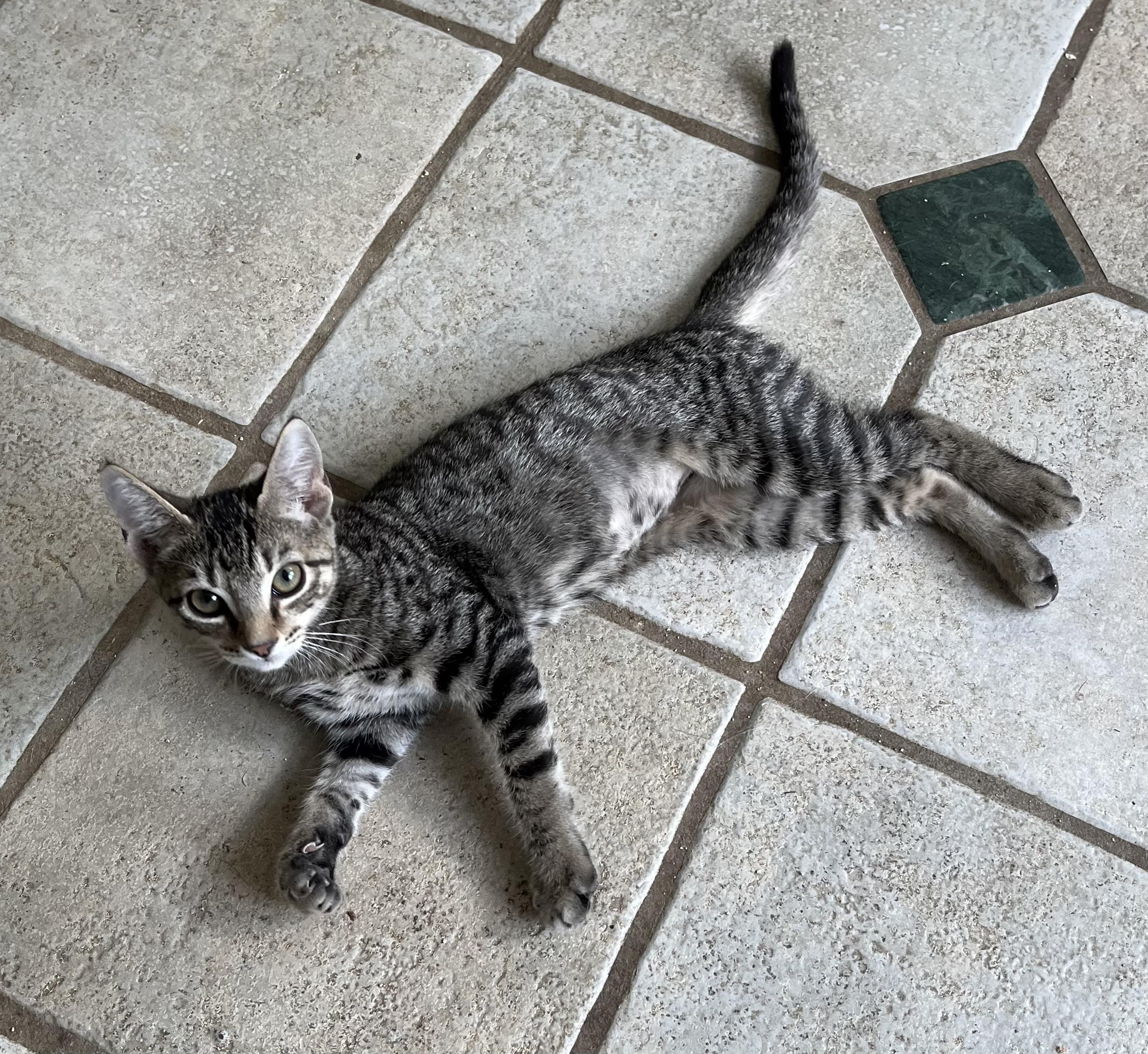 Lil Bub, Baby Male unknown