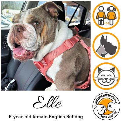 ELLE - pending