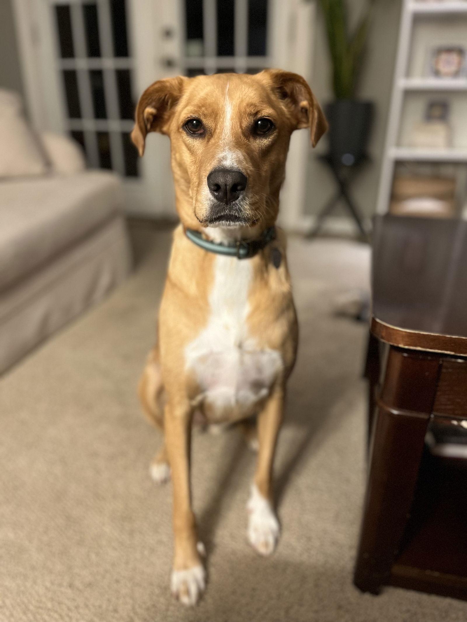 Truffle, Adoptable, Adult Female Golden Retriever.