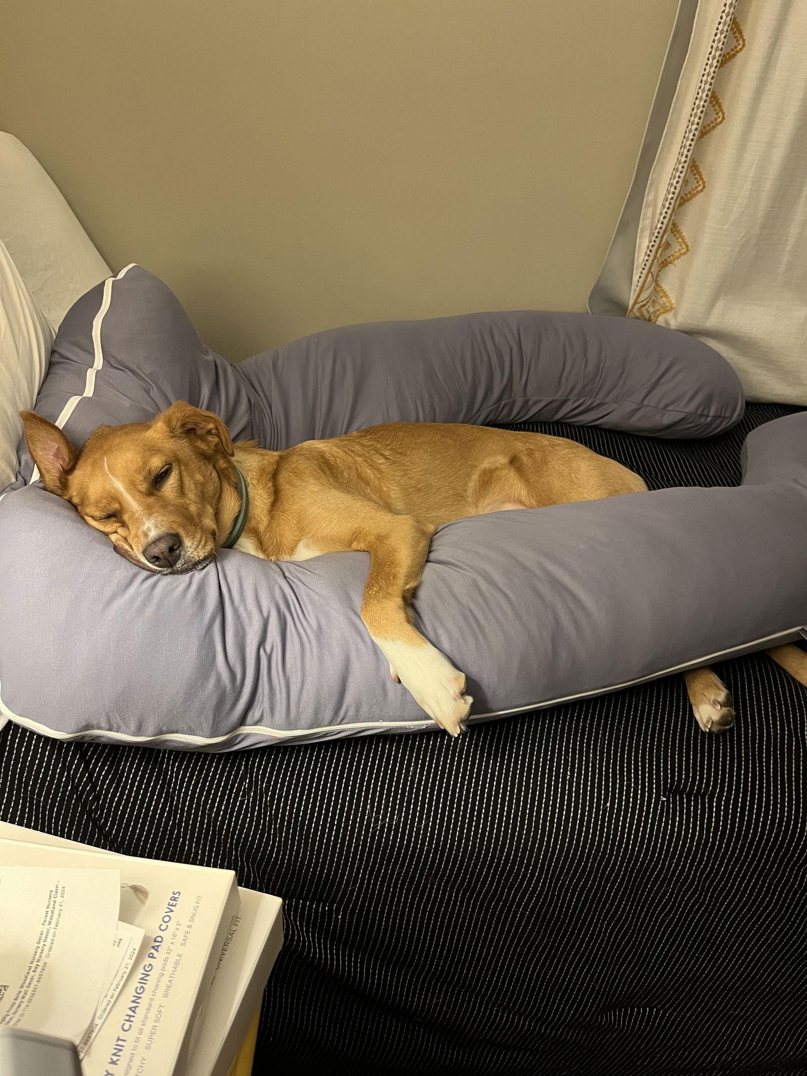 Enlarge Truffle, a Adoptable Golden Retriever in Columbus, IN image 2/3