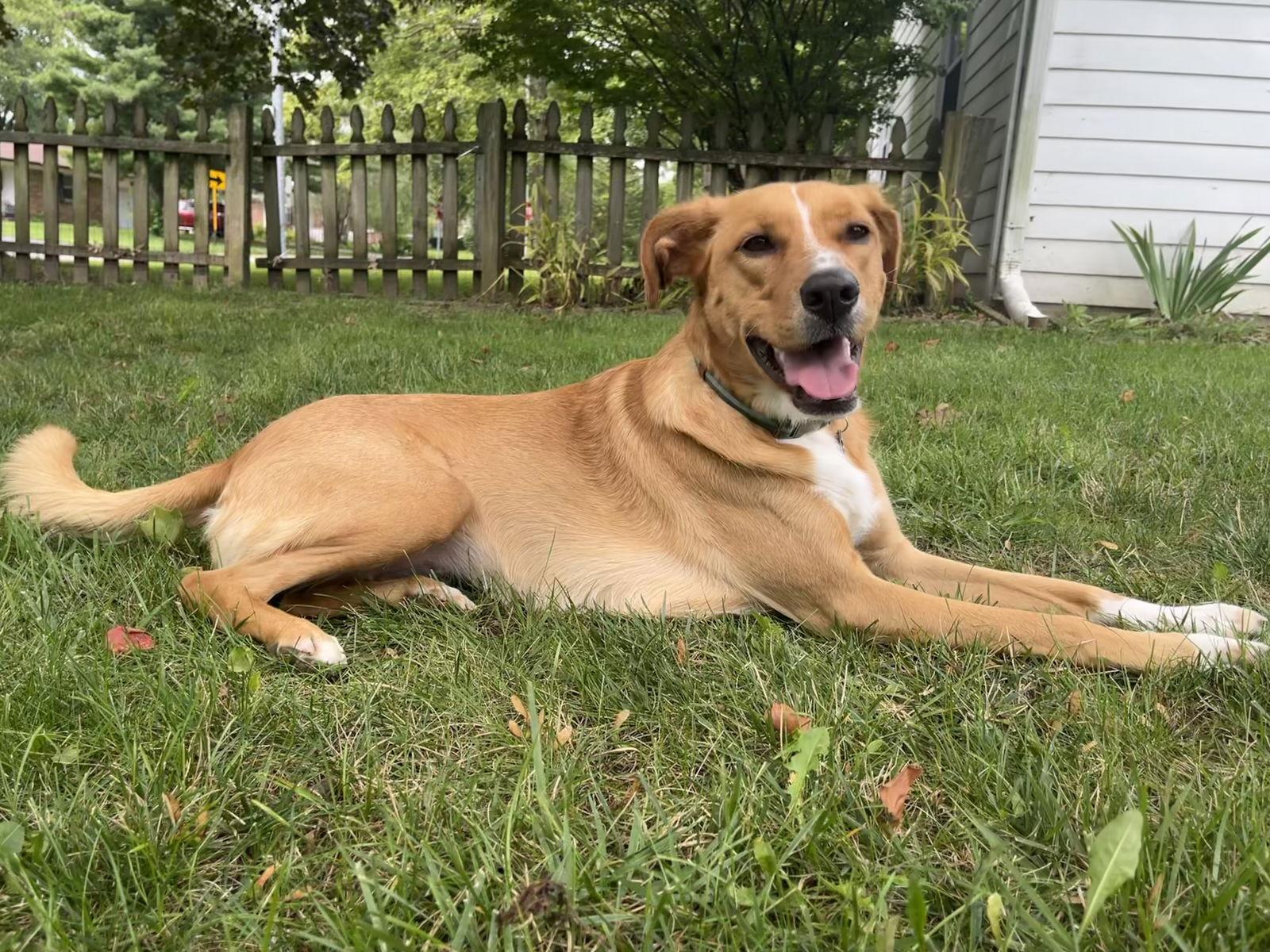 Enlarge Truffle, a Adoptable Golden Retriever in Columbus, IN image 3/3