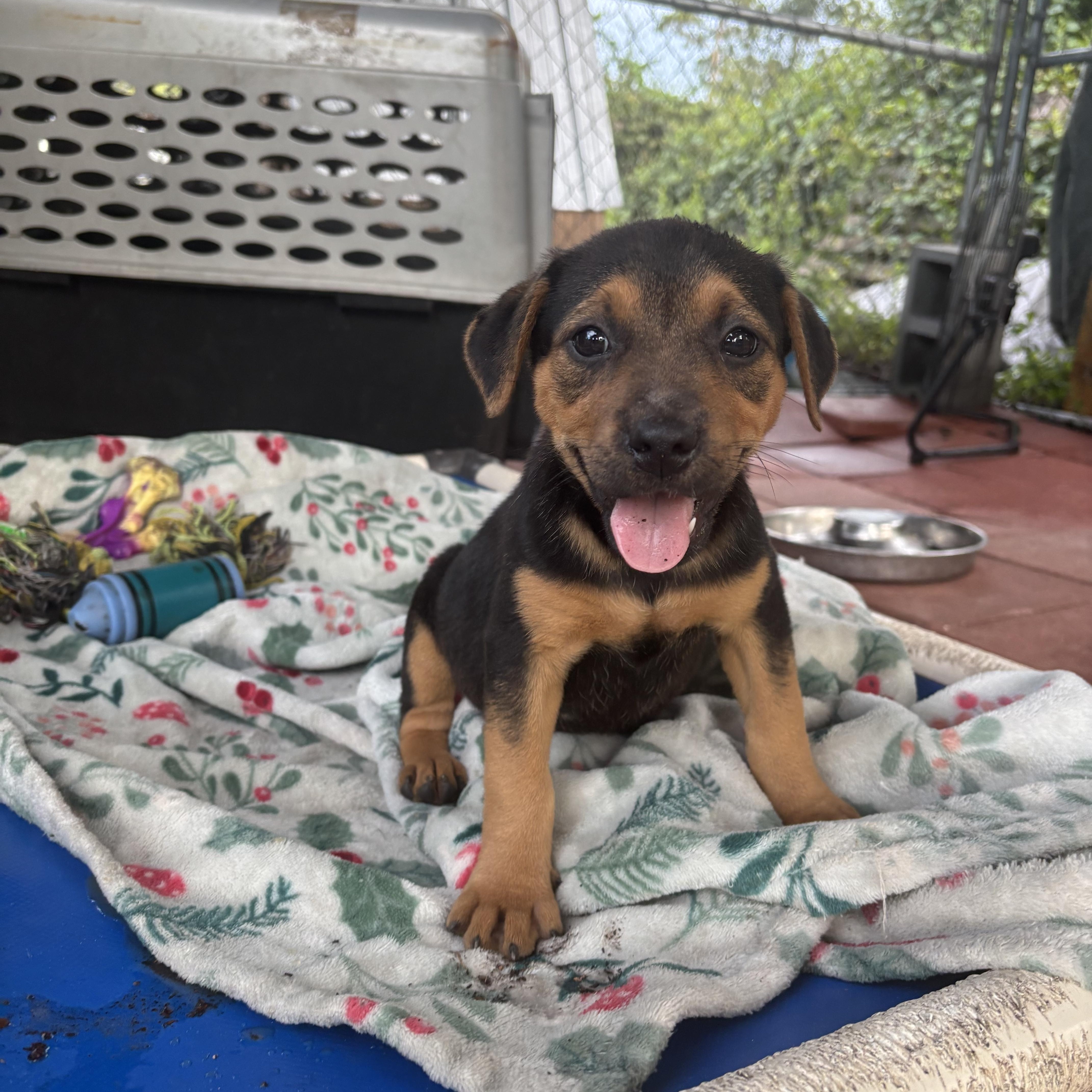 Enlarge Brimmy, a Adopted mixed breed in Hortense, GA image 1/5