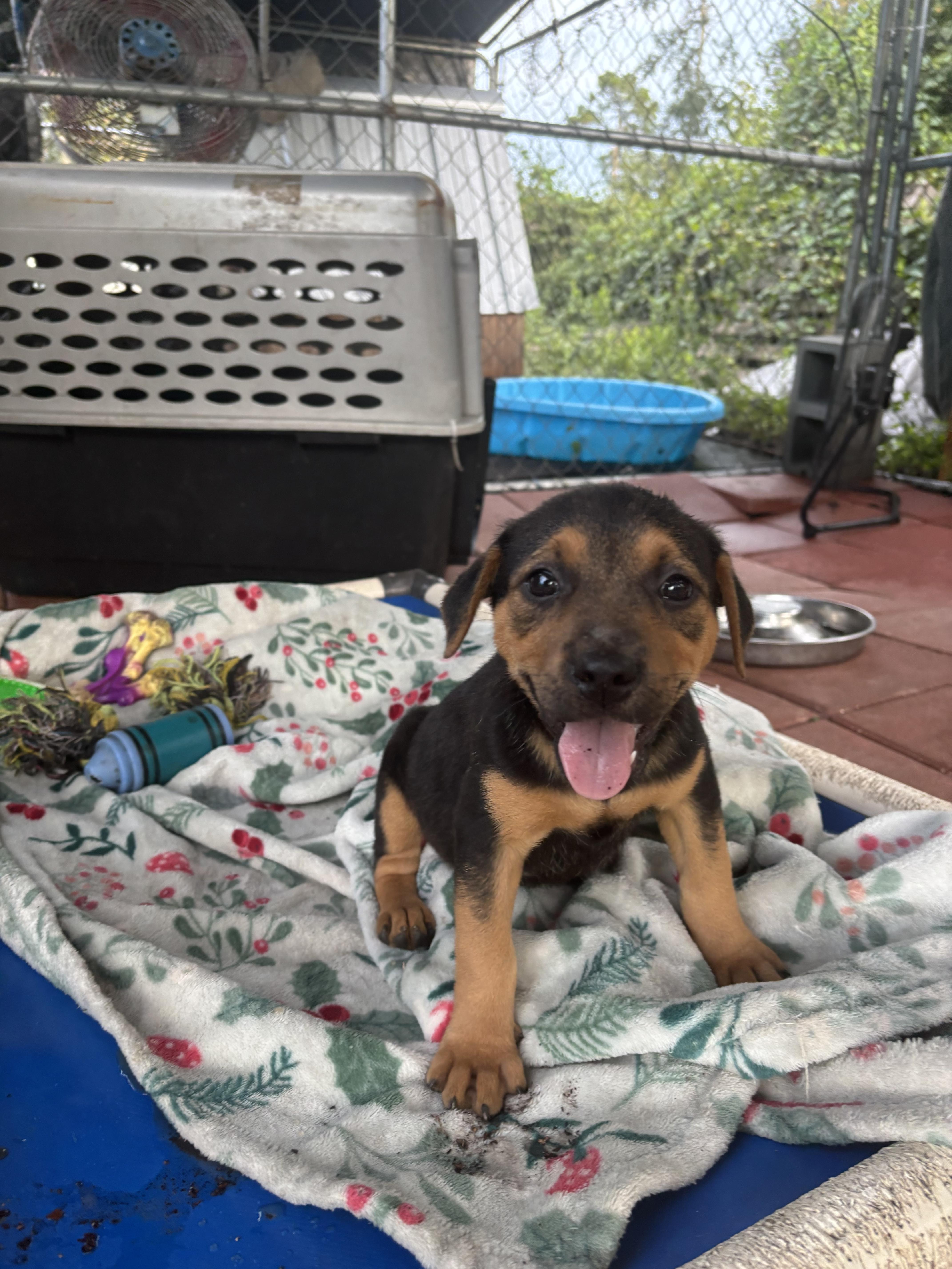 Enlarge Brimmy, a Adopted mixed breed in Hortense, GA image 5/5