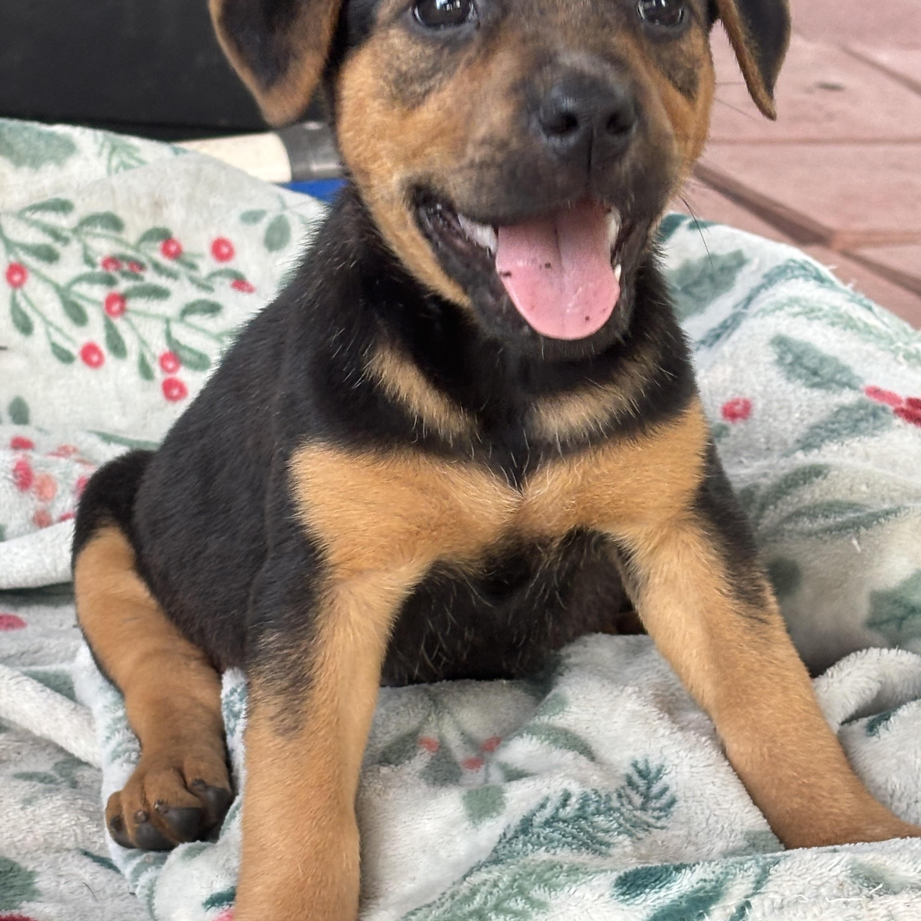 Enlarge Brimmy, a Adopted mixed breed in Hortense, GA image 4/5