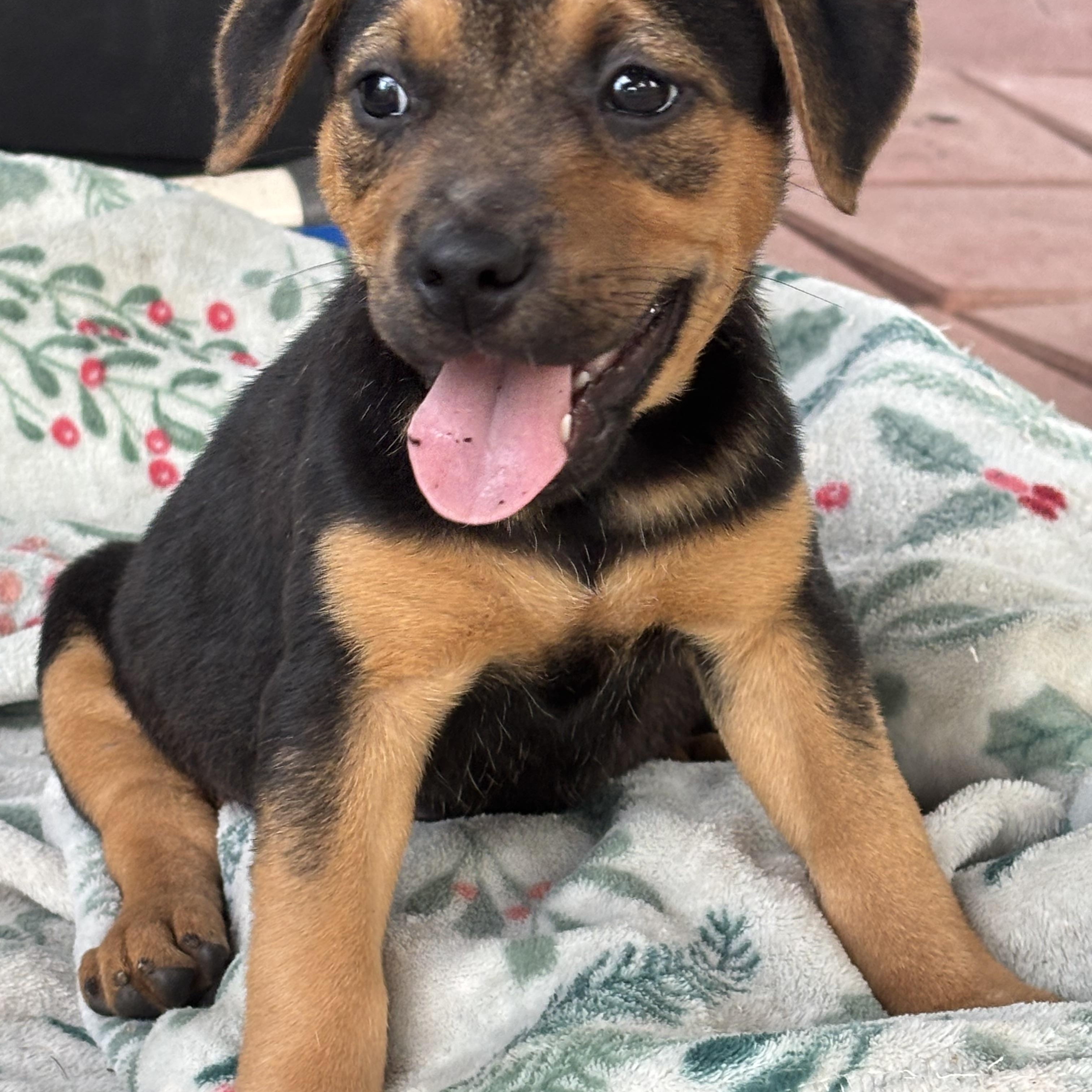 Enlarge Brimmy, a Adopted mixed breed in Hortense, GA image 2/5