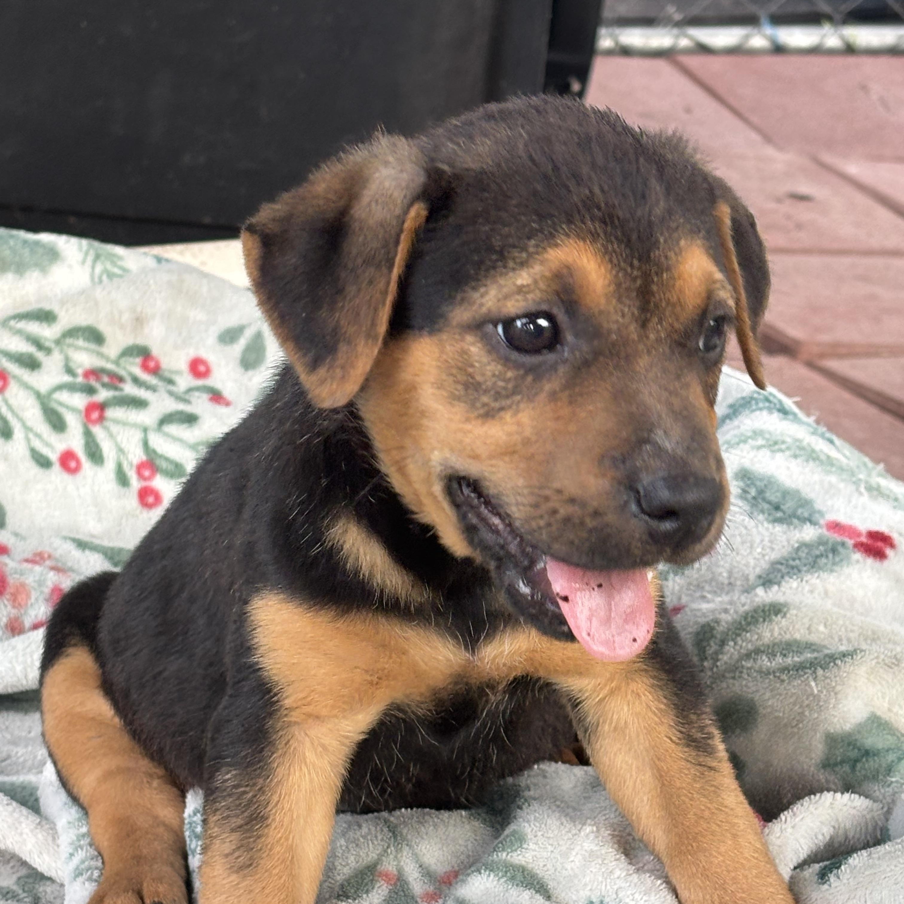 Enlarge Brimmy, a Adopted mixed breed in Hortense, GA image 3/5