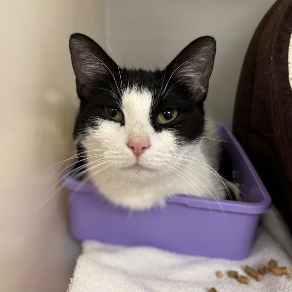 Emily, Adoptable, Young Female Domestic Short Hair.