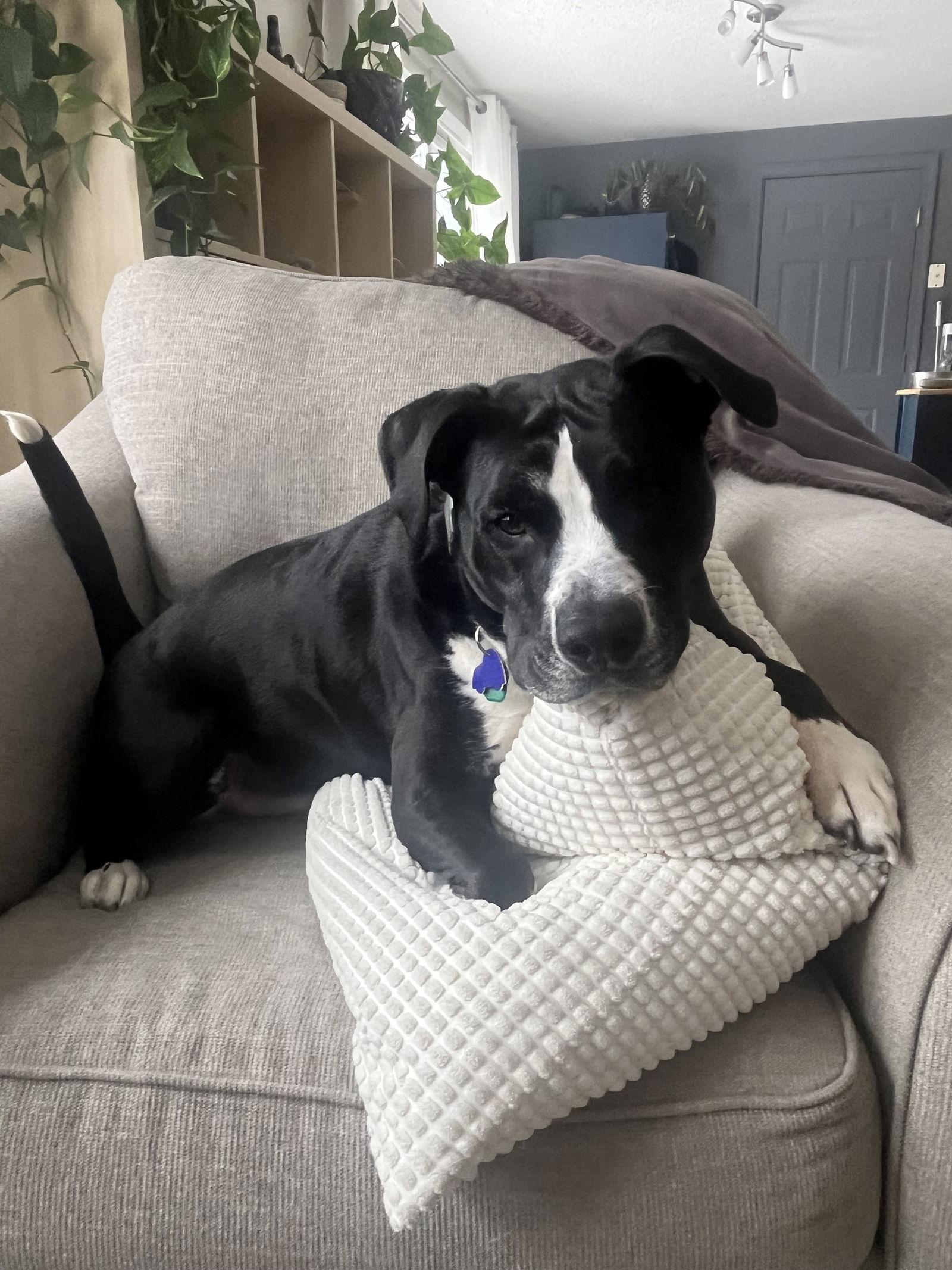 Enlarge Rascal Jr., a Adoptable American Staffordshire Terrier in Tonawanda, NY image 1/3