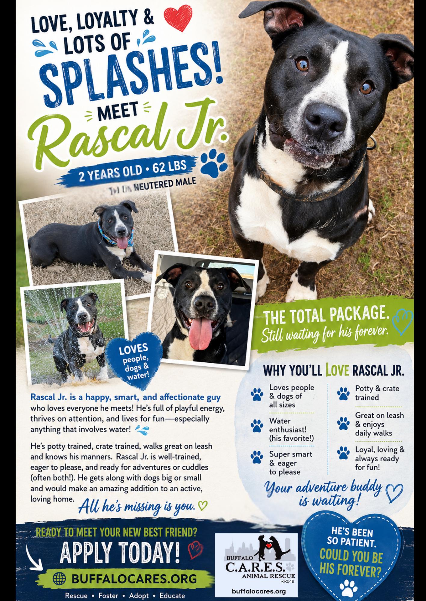 Rascal Jr., a Adoptable American Staffordshire Terrier in Tonawanda, NY image 2/3