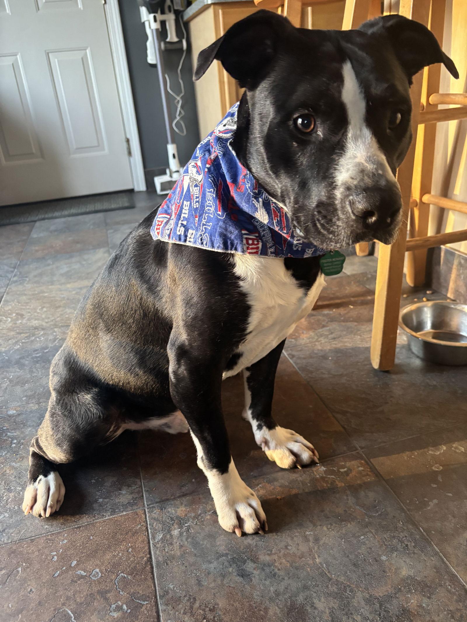 Rascal Jr., a Adoptable American Staffordshire Terrier in Tonawanda, NY image 1/3