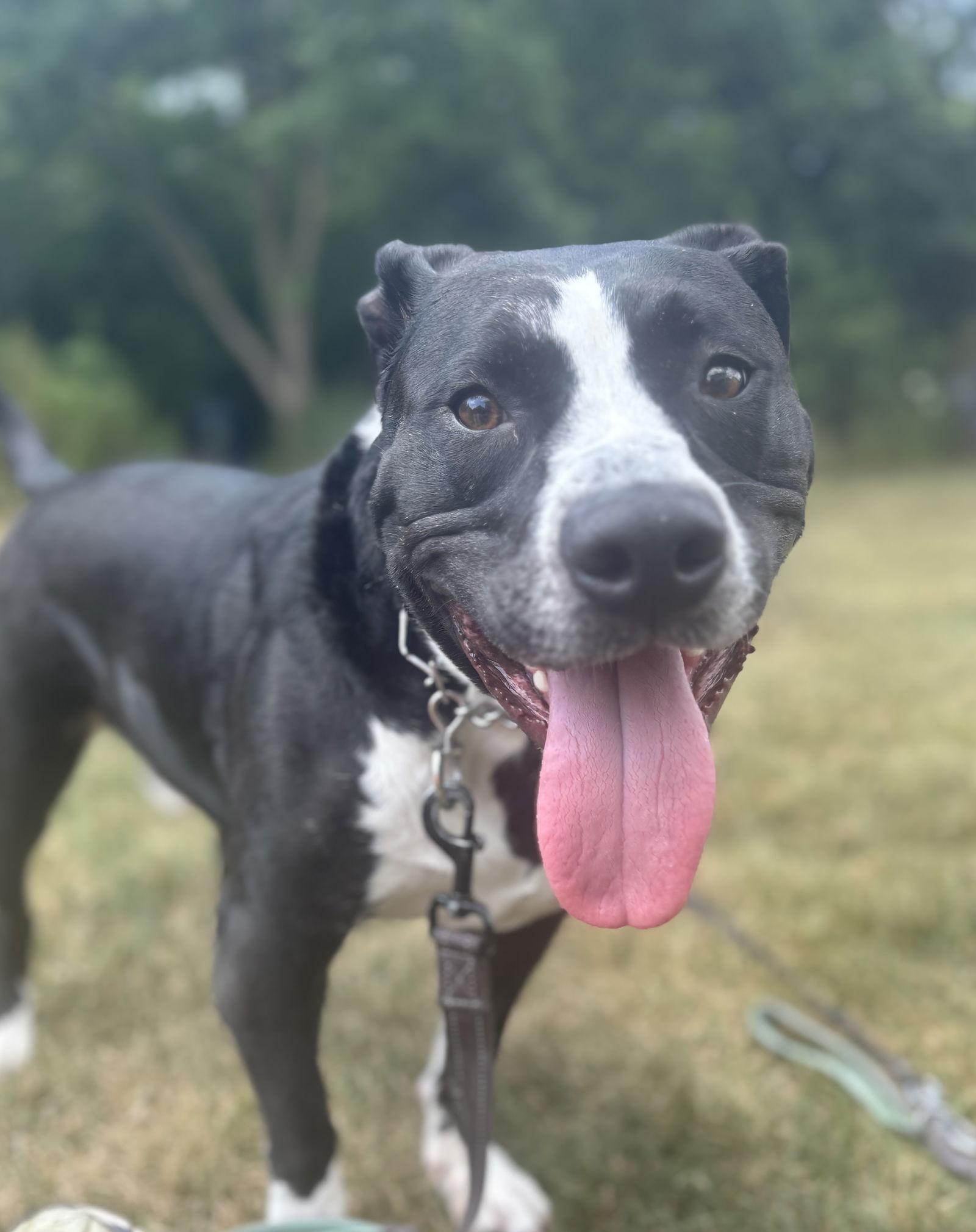 Rascal Jr., a Adoptable American Staffordshire Terrier in Tonawanda, NY image 2/3